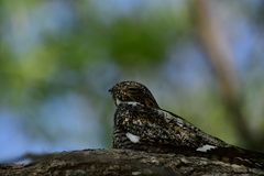 Chordeiles gundlachii