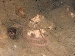 Ophisternon infernale