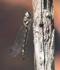 Cordulephya montana