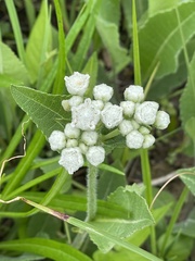Parthenium hispidum