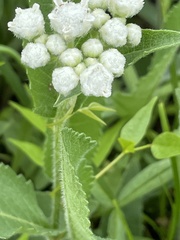 Parthenium hispidum