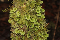 Hypopterygium didictyon