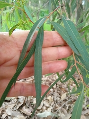 Eucalyptus beyeriana