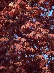 Acer