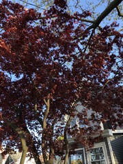 Acer