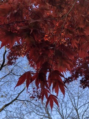 Acer