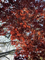 Acer
