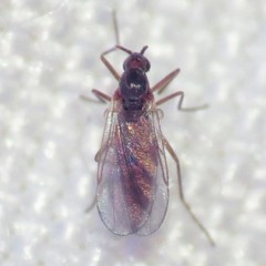 Lestremiinae