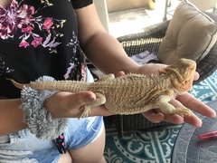 Pogona