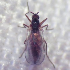 Lestremiinae
