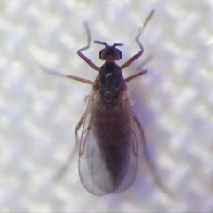 Lestremiinae