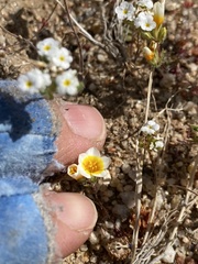 Leptosiphon lemmonii