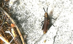 Dictyophorus