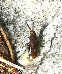 Dictyophorus