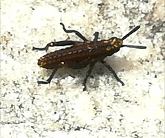 Dictyophorus