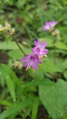 Mirabilis violacea