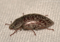 Epitragodes tomentosus