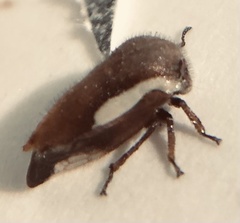 Ophiderma flavicephala