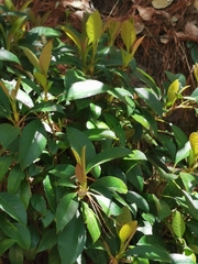 Hydrangea seemannii