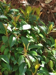 Hydrangea seemannii