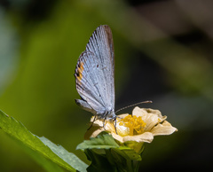 Everes lacturnus