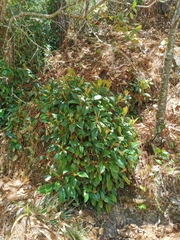 Hydrangea seemannii