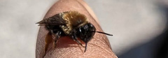 Andrena milwaukeensis