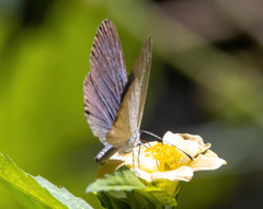 Everes lacturnus