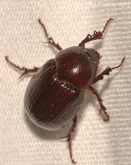 Aphonus