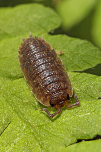 Common Rough Woodlouse, photo 7 of 10