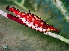 Phenacovolva nectarea