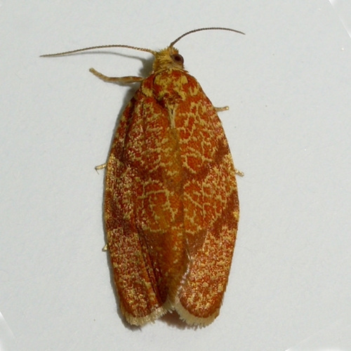 Four-lined Leafroller Moth photo 4