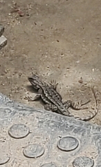 Sceloporus occidentalis