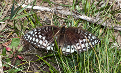 Speyeria nokomis
