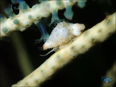 Cuspivolva howlandae