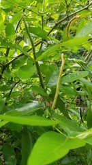 Piper tuberculatum