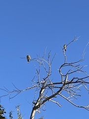 Aves