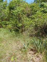 Yucca arkansana