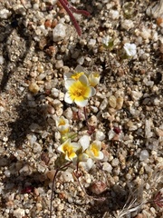 Leptosiphon lemmonii