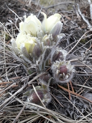 Pulsatilla patens