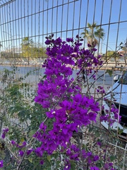 Bougainvillea