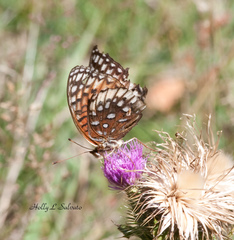 Speyeria nokomis
