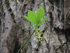 Sassafras albidum