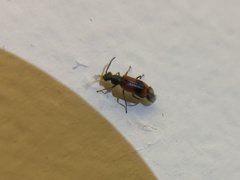Anthocomus