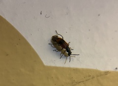 Anthocomus