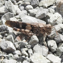 Trimerotropis fontana