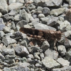 Trimerotropis fontana