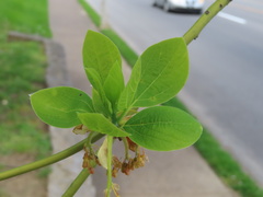 Sassafras albidum