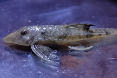 Loricaria