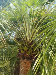 Chamaerops humilis